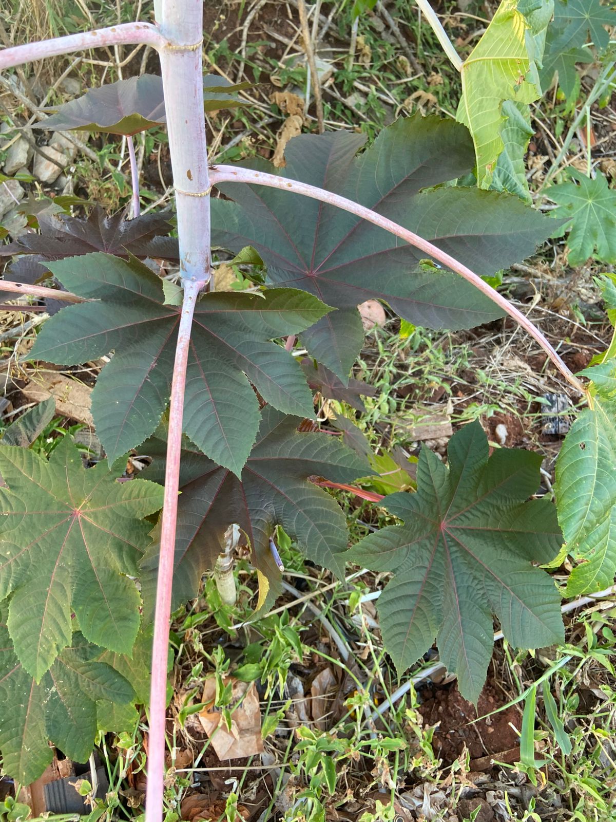 Herbs in Kimbanda: The Magical Power of Castor Leaves (Folha de Mamona)